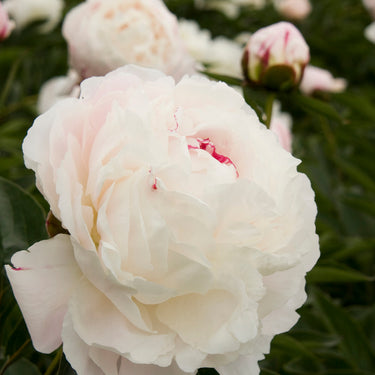 Shirley Temple Double Peony - Monrovia