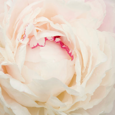 Shirley Temple Double Peony - Monrovia
