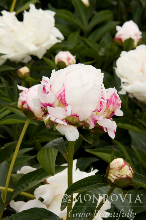 Shirley Temple Double Peony - Monrovia