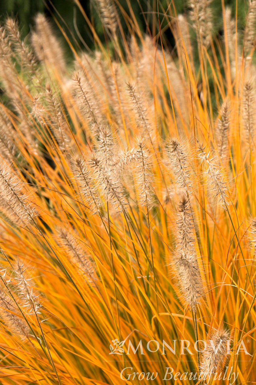 ornamental grasses Pike Nursery
