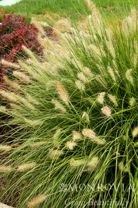 Dwarf Fountain Grass - Monrovia