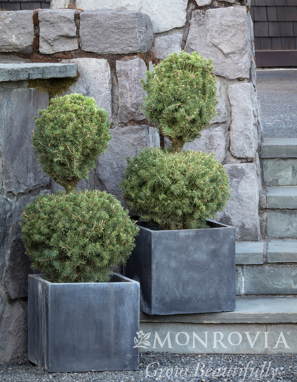 Dwarf Alberta Spruce - Monrovia – Pike Nursery