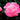 Madame Emile Debatene Double Peony - Monrovia