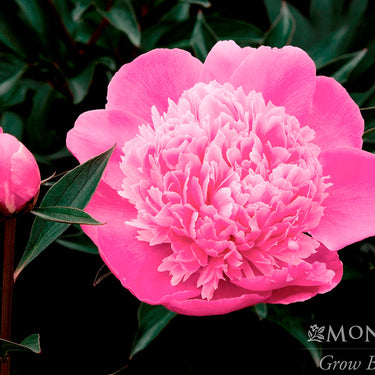 Madame Emile Debatene Double Peony - Monrovia