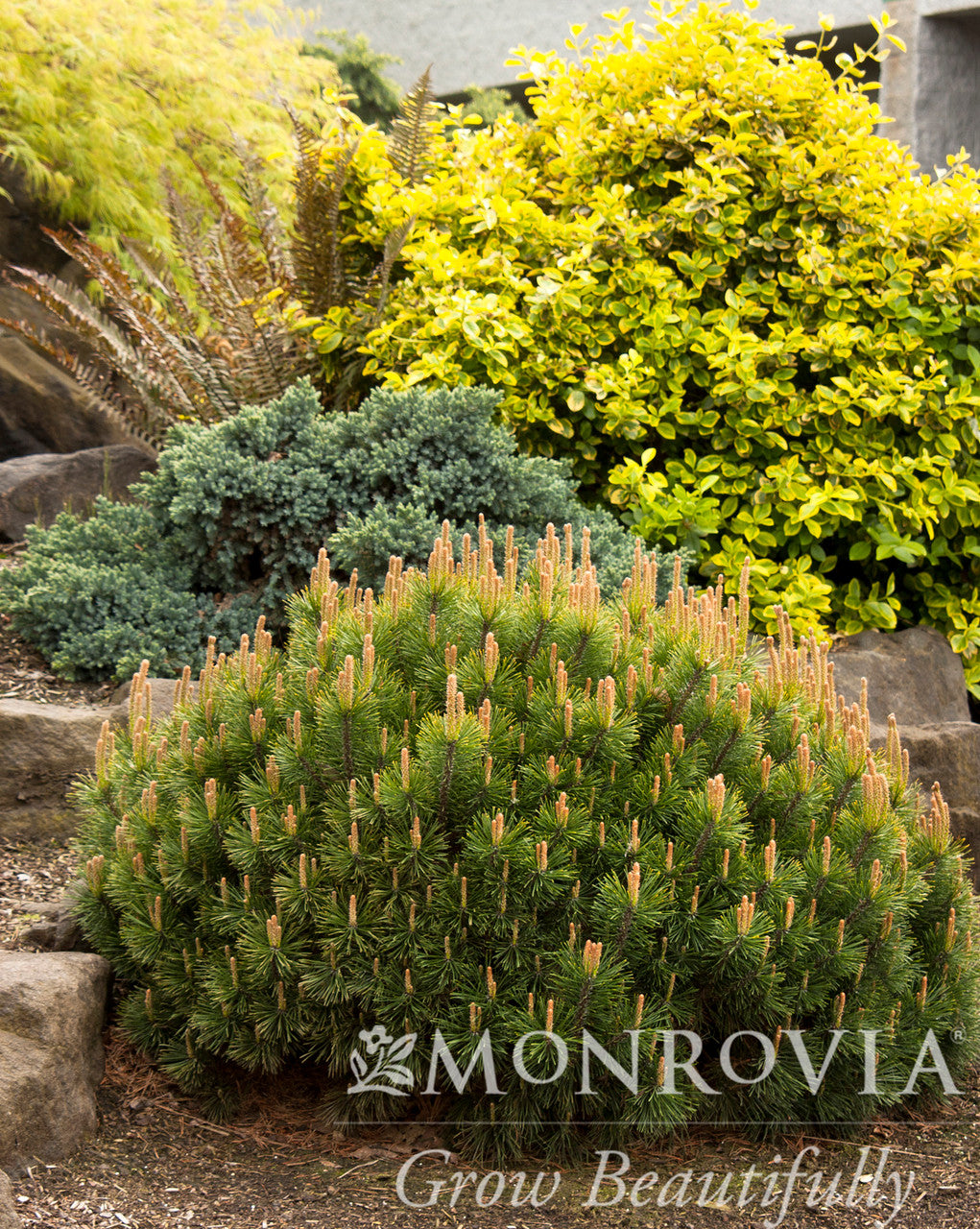 Monrovia Dwarf Mugo Pine - Thumbnail 4