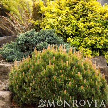 Dwarf Mugo Pine - Monrovia