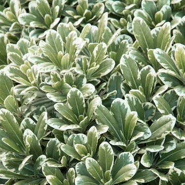 Cream De Mint™ Dwarf Pittosporum - Monrovia
