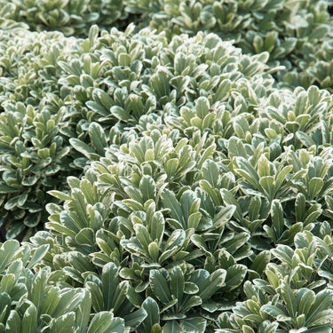 Cream De Mint™ Dwarf Pittosporum - Monrovia