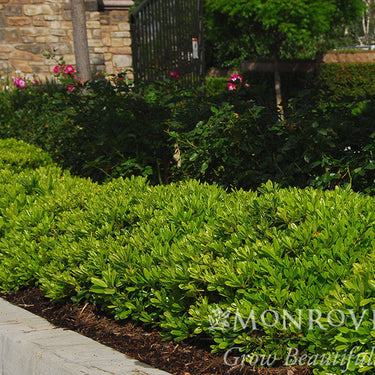 Wheeler's Dwarf Japanese Pittosporum - Monrovia