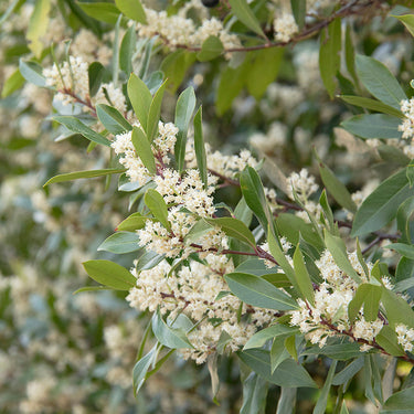 Bright 'N Tight™ Carolina Laurel - Monrovia