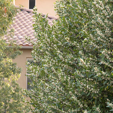 Bright 'N Tight™ Carolina Laurel - Monrovia