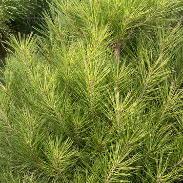 Golden Ghost Japanese Red Pine - Monrovia