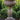 Egg and Dart Urn On Pedestal 33 inch