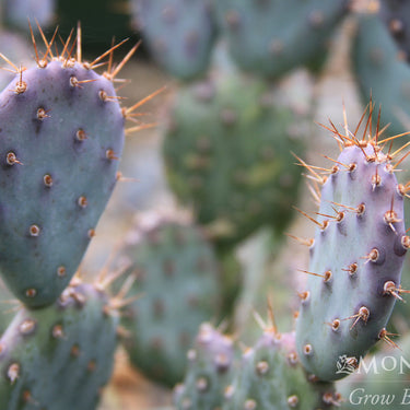 Baby Rita Prickly Pear - Monrovia