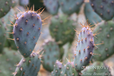 santa rita prickly pear cactus Baby Rita Prickly Pear