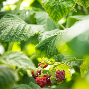 Canby Red Raspberry - Monrovia