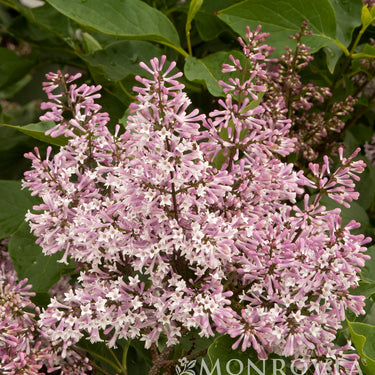 Miss Kim Korean Lilac - Monrovia