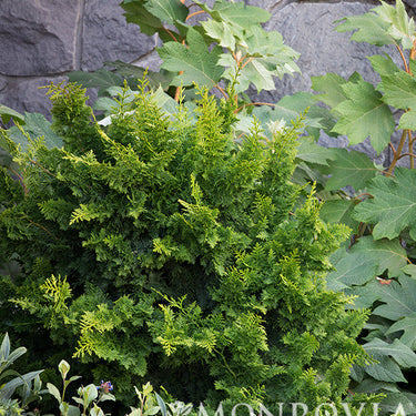 Jade Waves™ Fernspray False Cypress - Monrovia