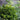 Jade Waves™ Fernspray False Cypress - Monrovia