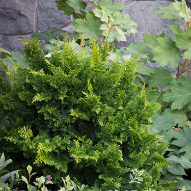 Jade Waves™ Fernspray False Cypress - Monrovia