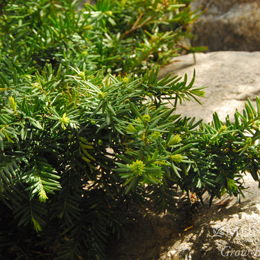 Dense Spreading Yew - Monrovia