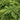 Emerald Spreader® Japanese Yew - Monrovia