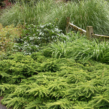 Emerald Spreader® Japanese Yew - Monrovia