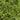 Tiny Tower® Arborvitae - Monrovia