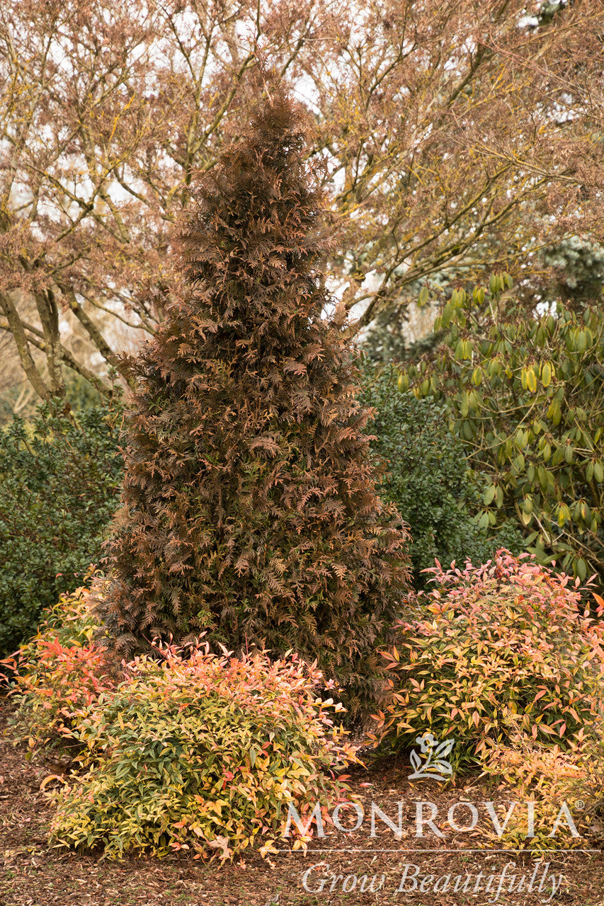 Tiny Tower® Arborvitae - Monrovia – Pike Nursery
