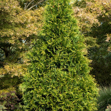 Tiny Tower® Arborvitae - Monrovia