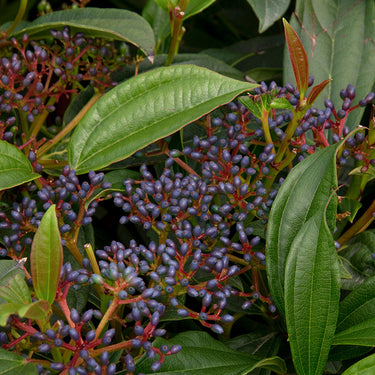 David Viburnum - Monrovia