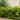 Chindo Sweet Viburnum - Monrovia