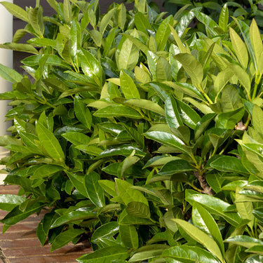 Chindo Sweet Viburnum - Monrovia