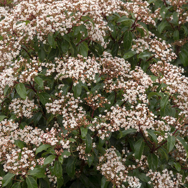 Spring Bouquet Laurustinus - Monrovia