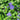 Bowles' Common Periwinkle - Monrovia