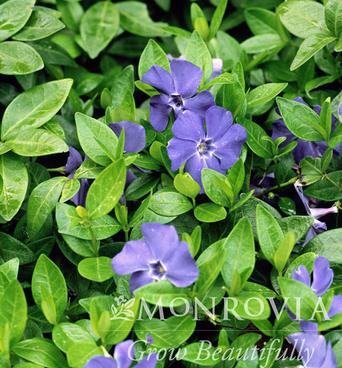 periwinkle house plant Bowles' Common Periwinkle