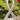 Ribbon Of Tribute 19 inch