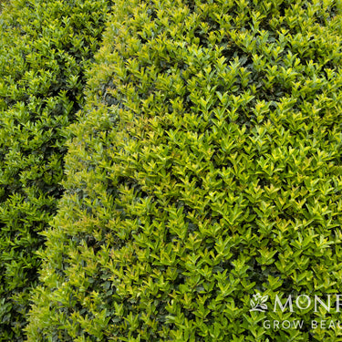 Oak Leaf™ Red Holly - Monrovia