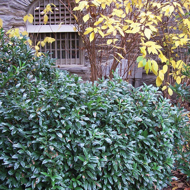 Chestnut Hill Cherry Laurel - Monrovia