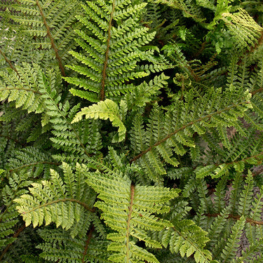 Tassel Fern - Monrovia