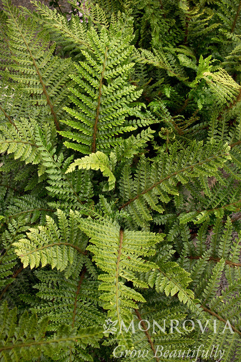 tassel fern potting mix Tassel Fern