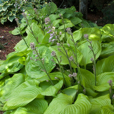 Sum And Substance Hosta - Monrovia
