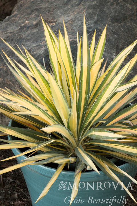 variegated yucca cane Color Guard Yucca