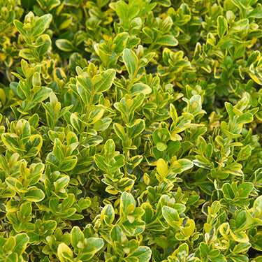 Golden Triumph Boxwood - Monrovia
