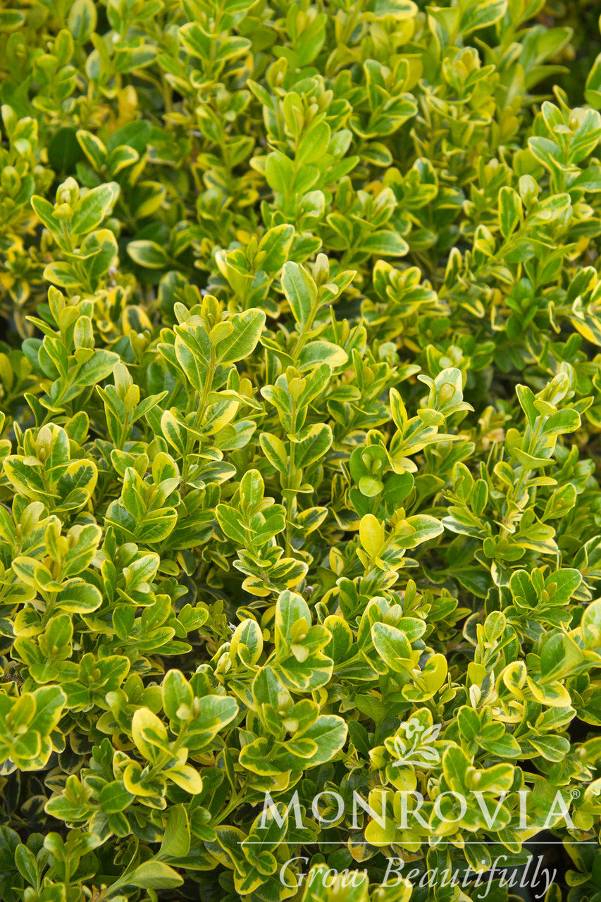 Monrovia Boxwood - Thumbnail 3