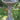 One Piece Sunflower Birdbath