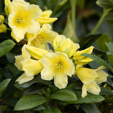 Hotei Rhododendron - Monrovia