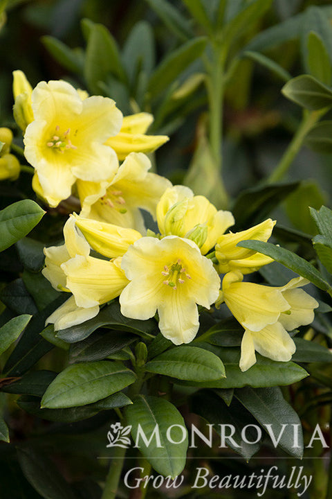 Hotei Rhododendron - Monrovia