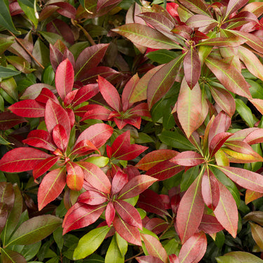 Katsura Pieris - Monrovia