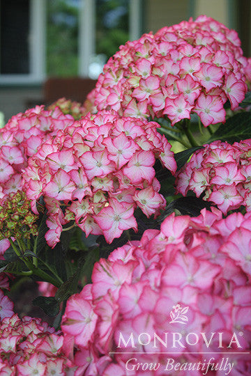 Seaside Serenade® Fire Island Hydrangea - Monrovia – Pike Nursery